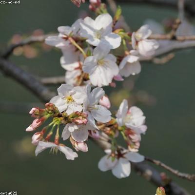 九阴短视频